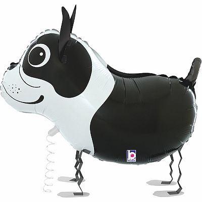 Chodiaci Bostonský teriér 48cm fóliový balónik