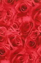 Balicí papír růže 2 x 0,7 m